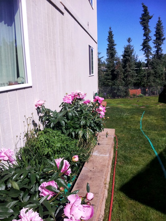 Ken's peonies in 2013