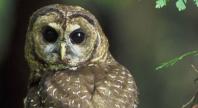 Northern Spotted Owl